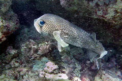 Diodon hystrix