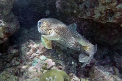 Diodon hystrix