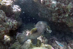 Diodon hystrix