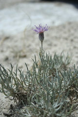 Jurinea pinnata