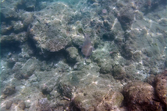 Diodon hystrix