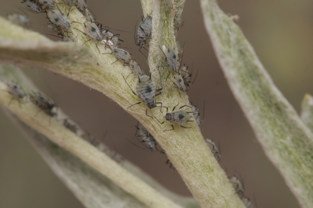 Macrosiphoniella helichrysi