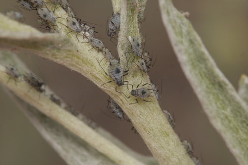 Macrosiphoniella helichrysi