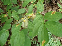 Prosartes lanuginosa