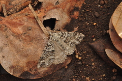 Ascotis fortunata
