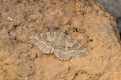 Ascotis fortunata