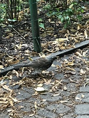 Turdus pilaris