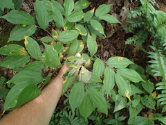 Prosartes lanuginosa