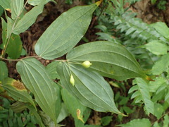 Prosartes lanuginosa