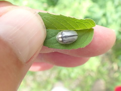 Physonota unipunctata