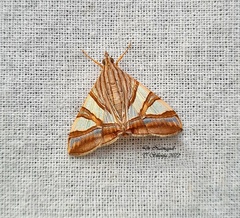 Agrioglypta zelimalis