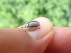 Physonota unipunctata