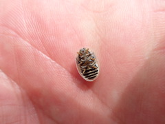 Physonota unipunctata