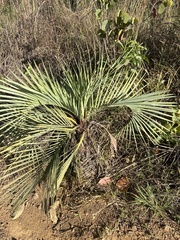 Butia archeri