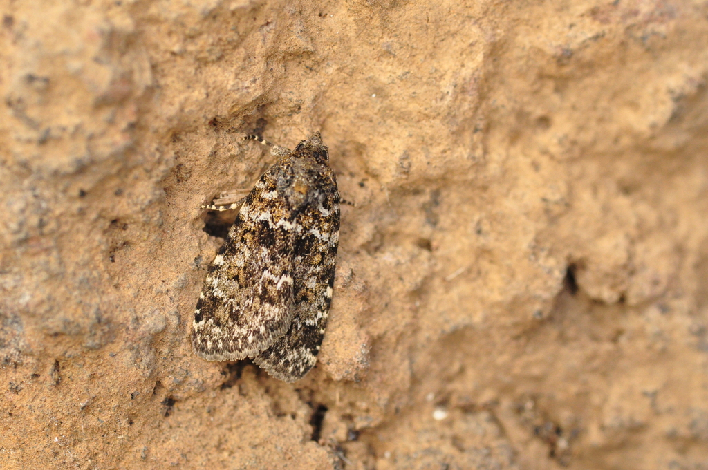 Nyctobrya simonyi