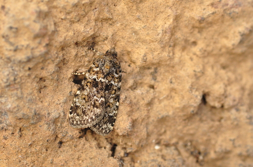 Nyctobrya simonyi