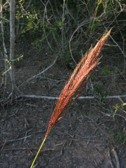 Trichloris pluriflora