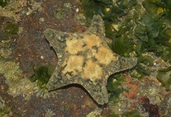 Asterina stellifera