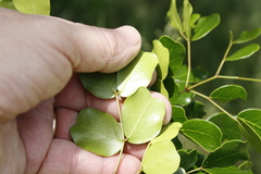 Haematoxylum campechianum