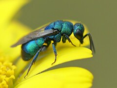 Hedychrum chalybaeum