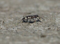 Cicindela maritima