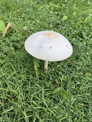 Chlorophyllum molybdites