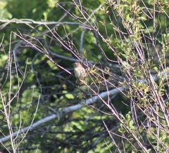 Spizella pusilla