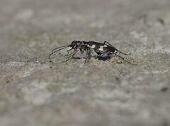 Cicindela maritima