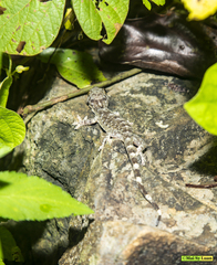 Gekko chinensis