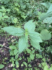 Urtica dioica