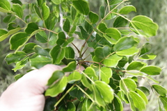 Haematoxylum campechianum