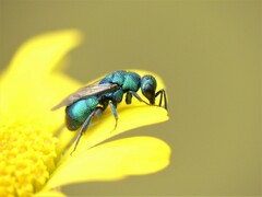 Hedychrum chalybaeum