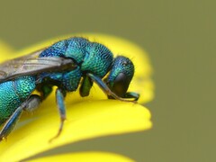 Hedychrum chalybaeum