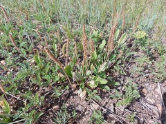 Plantago depressa