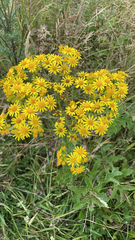 Jacobaea vulgaris