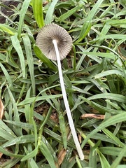 Psathyrellaceae