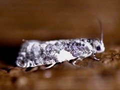 Gypsonoma adjuncta