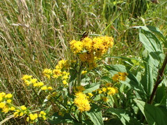 Solidago glomerata