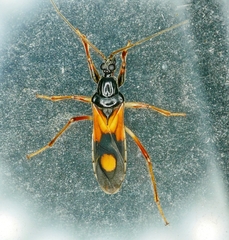 Rasahus biguttatus