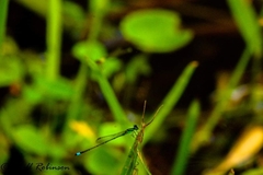 Ischnura capreolus