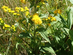 Solidago glomerata