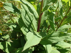 Solidago glomerata