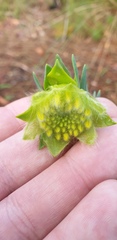 Pimelea suaveolens