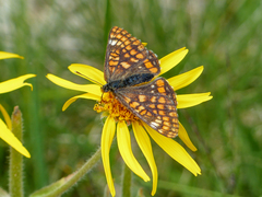 Euphydryas intermedia