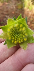 Pimelea suaveolens