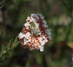 Colletes slevini
