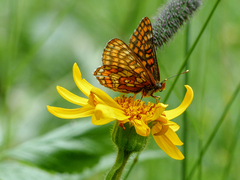 Euphydryas intermedia