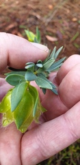 Pimelea suaveolens