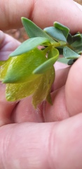 Pimelea suaveolens