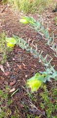 Pimelea suaveolens